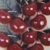 加拿大櫻桃
