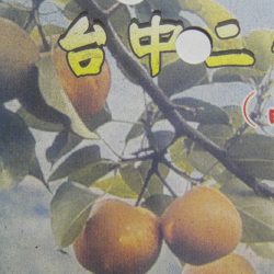 台中二號梨(晶元梨)