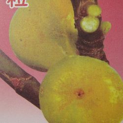 大粒黃金無花果
