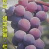 巨峰葡萄