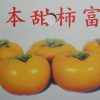 日本甜柿富有