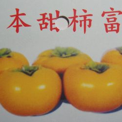日本甜柿富有