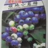 暖地小藍莓