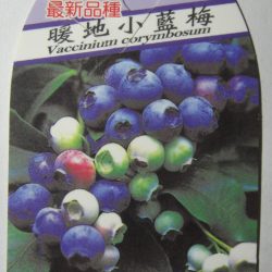 暖地小藍莓