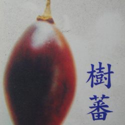 樹番茄