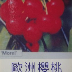 歐洲櫻桃(紅鑽石)