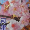 河津櫻