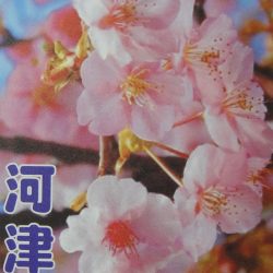 河津櫻