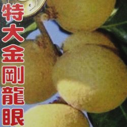 特大金剛龍眼