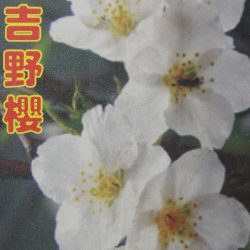 白吉野櫻