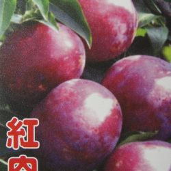紅肉李