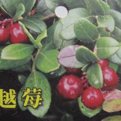 蔓越莓