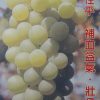 金香葡萄