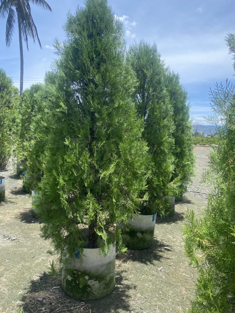 台灣扁柏 - 興隆種苗園(水果阿嬤)